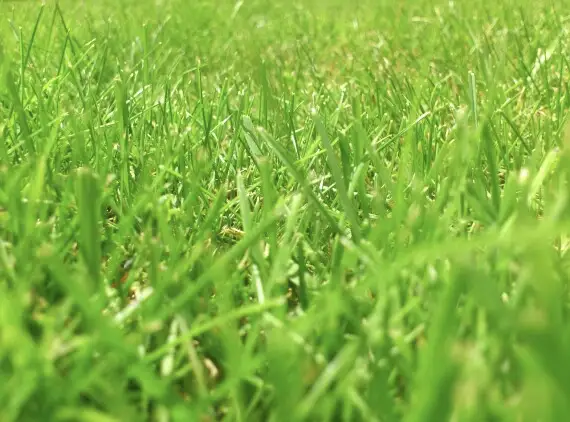 herbe hhjardins